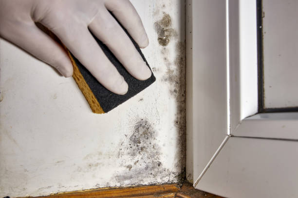 Best Mold Documentation for Insurance Claims  in Wauseon, OH
