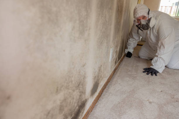 Best HVAC Mold Inspection and Cleaning  in Wauseon, OH